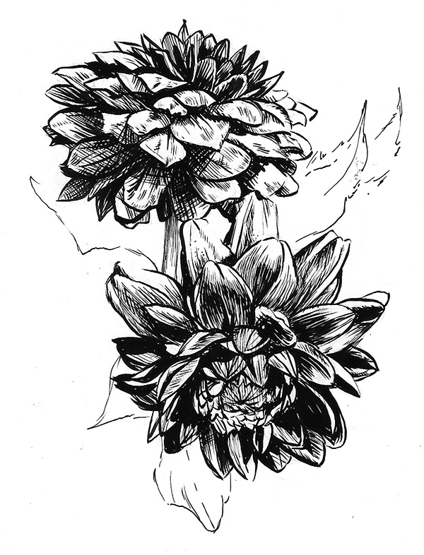 Matt Duquette black dahlia