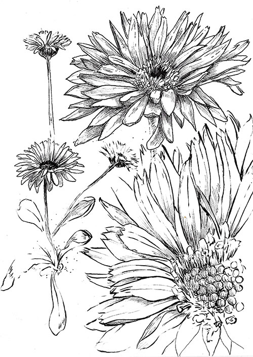 Matt Duquette straw flowers